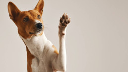 Dicas de limpeza para quem tem pets e quer manter a casa impecável