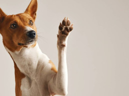 Dicas de limpeza para quem tem pets e quer manter a casa impecável