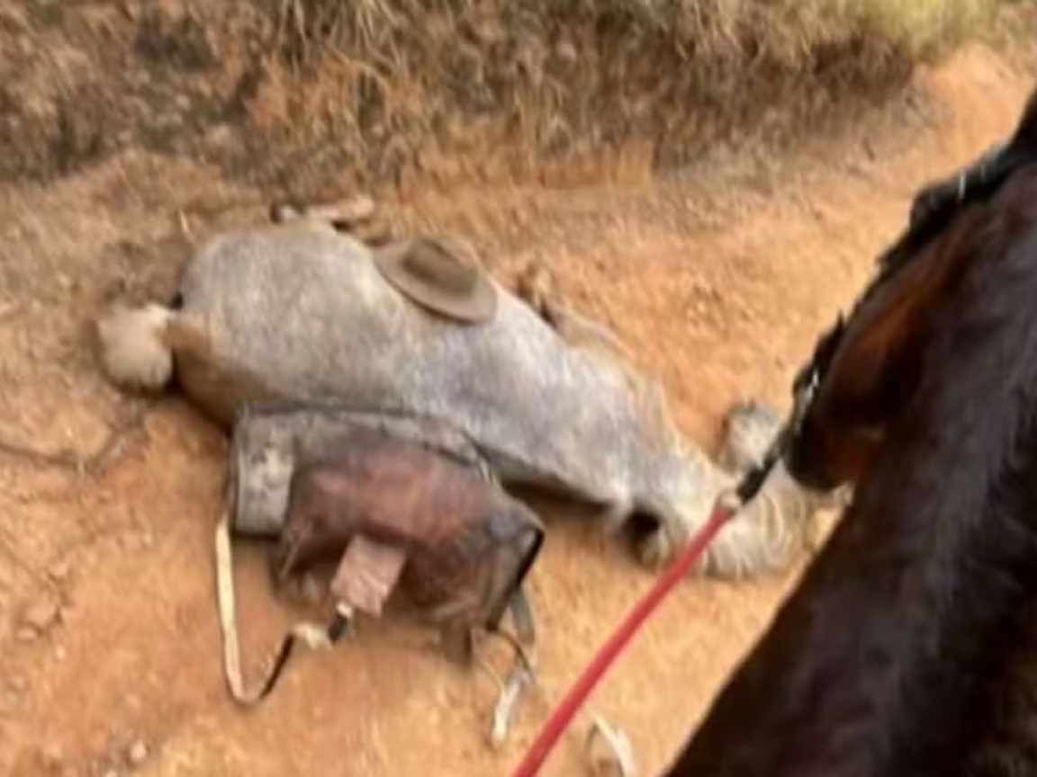 Testemunha de mutilação de cavalo alega inocência: 'Fiquei sem reação'