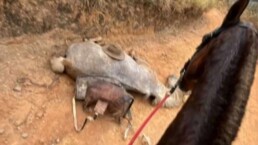 Testemunha de mutilação de cavalo alega inocência: 'Fiquei sem reação'