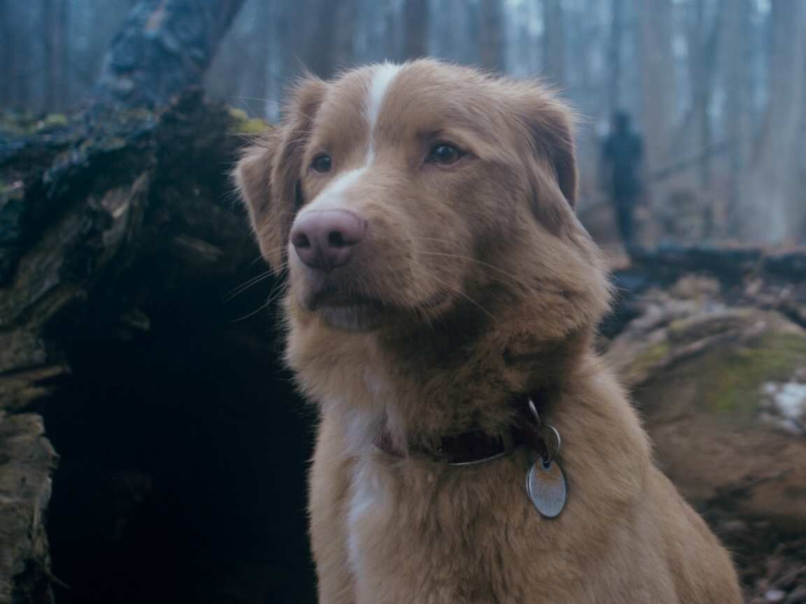 'Good Boy' ganha primeiro trailer e promete trazer cachorrinho enfrentando fantasmas