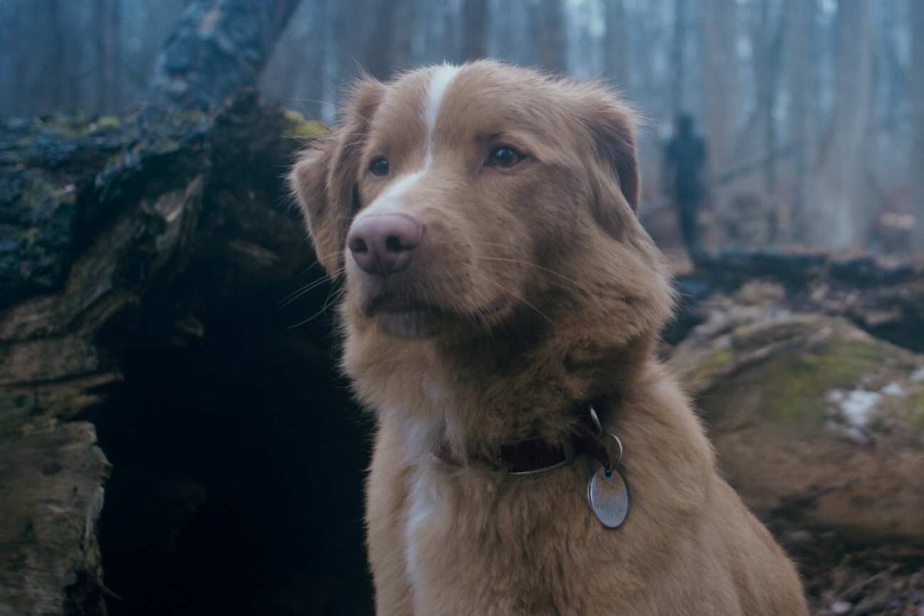 'Good Boy' ganha primeiro trailer e promete trazer cachorrinho enfrentando fantasmas