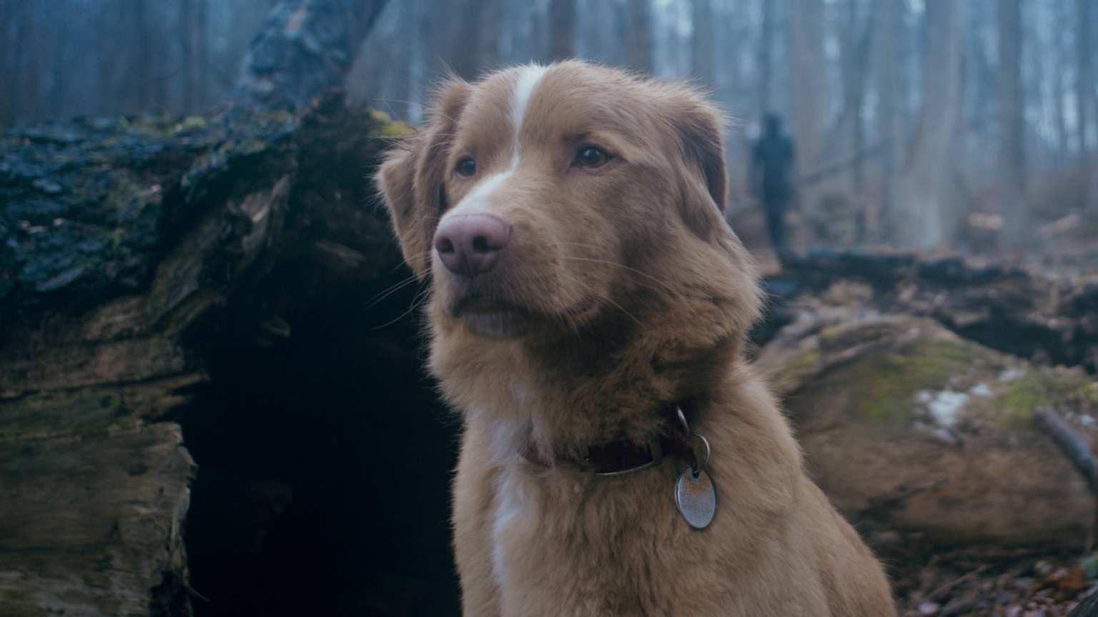 'Good Boy' ganha primeiro trailer e promete trazer cachorrinho enfrentando fantasmas