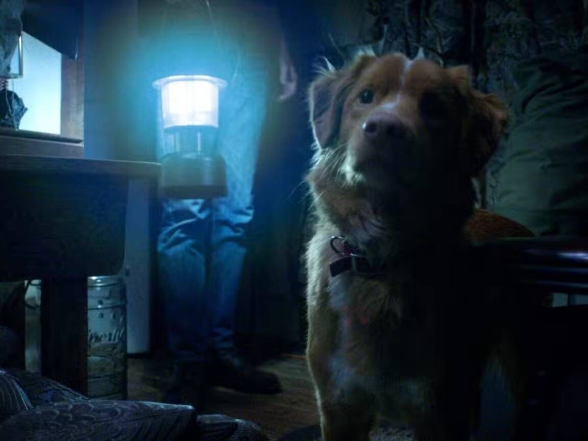 Busca por 'o cachorro morre em 'Good Boy'?' explode 2000% no Google após trailer viralizar