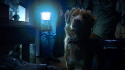 Busca por 'o cachorro morre em 'Good Boy'?' explode 2000% no Google após trailer viralizar