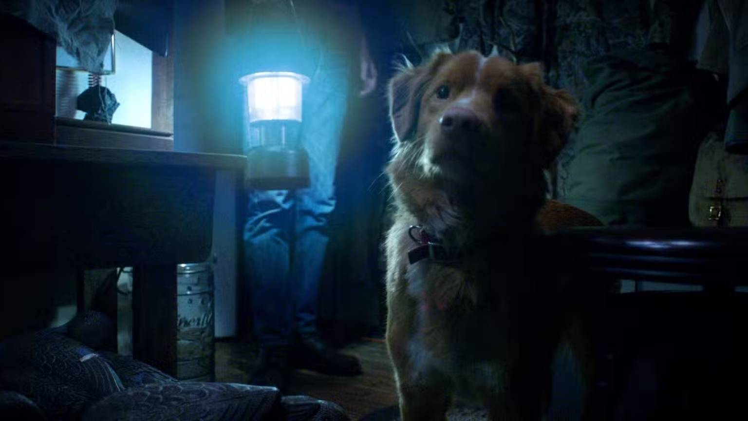 Busca por 'o cachorro morre em 'Good Boy'?' explode 2000% no Google após trailer viralizar