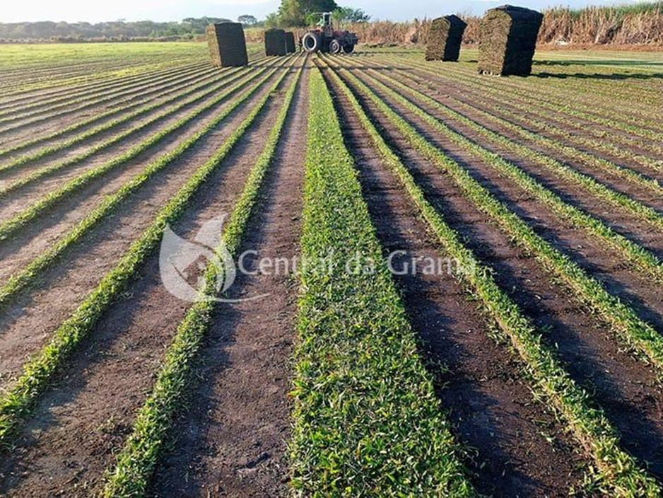 Espécies de grama ideais para climas brasileiros: Central da Grama explica como escolher sem erro
