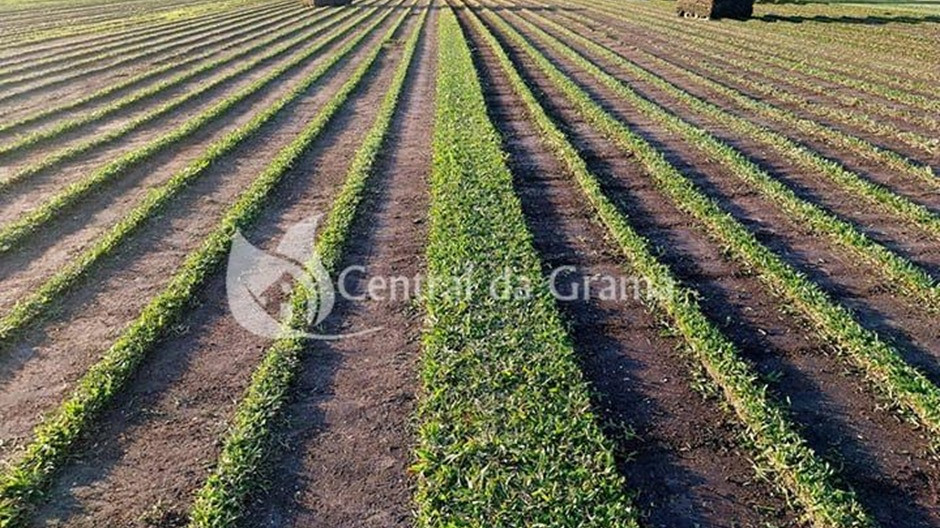 Espécies de grama ideais para climas brasileiros: Central da Grama explica como escolher sem erro