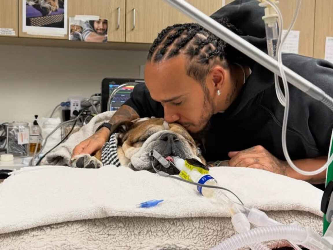 Lewis Hamilton lamenta a morte do cachorro Roscoe: 'Decisão mais difícil'