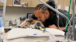 Lewis Hamilton lamenta a morte do cachorro Roscoe: 'Decisão mais difícil'